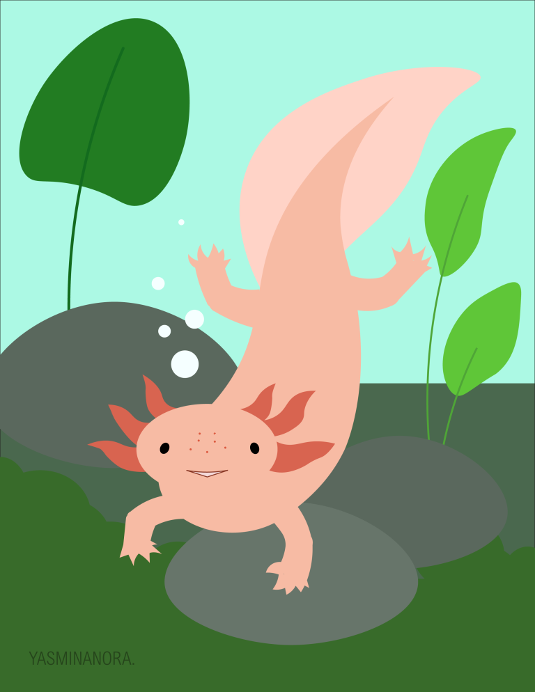 Illustration vectorielle représentant un axolotl sous l'eau