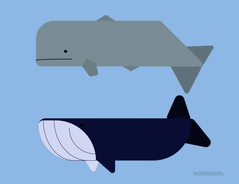 Illustration vectorielle représentant deux baleines